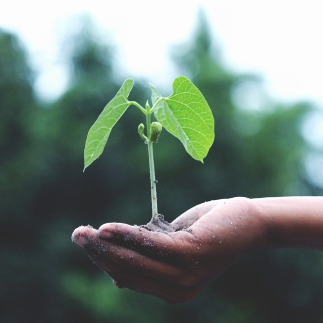 A small healthy plant being held in a person's hand.